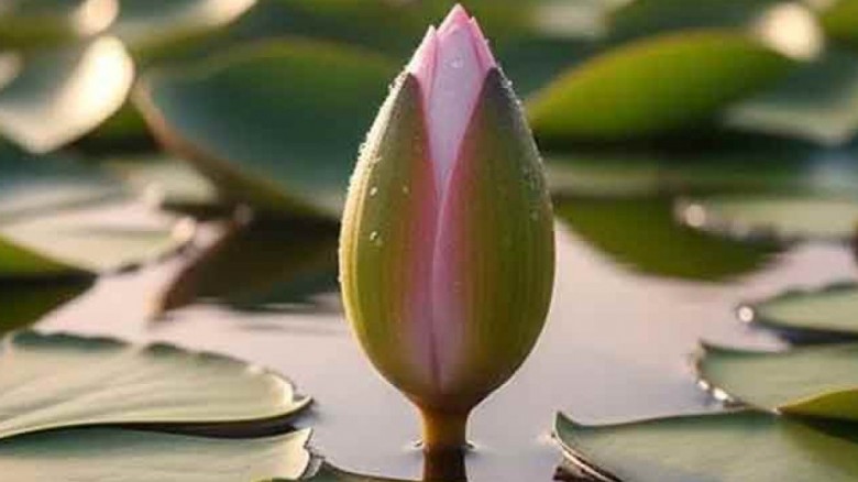 শাপলা কলি প্রতীকেই রাজি এনসিপি, প্রার্থী দেবে ৩০০ ...